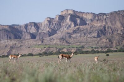 Full-Day Private Wilderness Tour in Vashlovani National Park - A little hike and a lot of patient scanning for wildlife