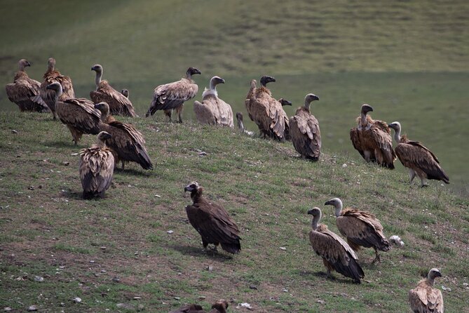 Full-Day Private Wilderness Tour in Vashlovani National Park - Price and value: what $385.32 per group really covers
