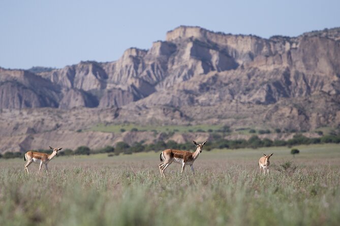 Full-Day Private Wilderness Tour in Vashlovani National Park - A little hike and a lot of patient scanning for wildlife