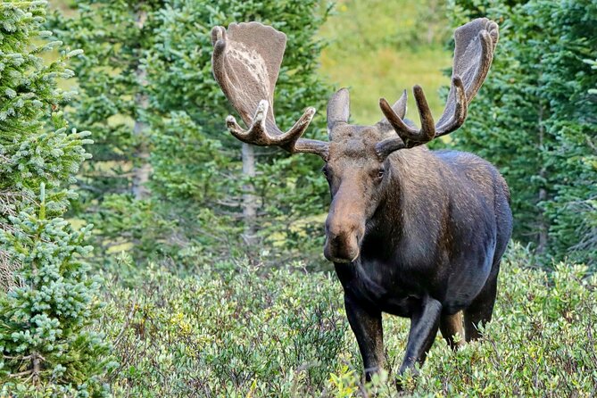 Full-Day Rocky Mountain National Park "Over The Top Tour" - RMNPhotographer - Timed entry into RMNP: the morning advantage