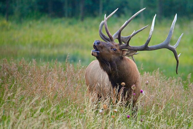 Full-Day Rocky Mountain National Park "Over The Top Tour" - RMNPhotographer - Stop-by-stop: how the Alpine Visitor Center and Continental Divide pay off