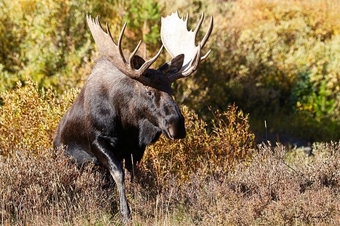 Full-Day Rocky Mountain National Park "Over The Top Tour" - RMNPhotographer - Kawuneeche Valley: where moose and elk sightings become possible