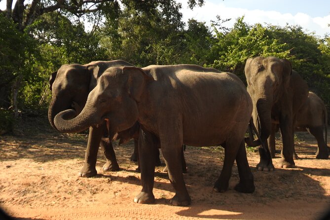 Full Day Safari Tour in Yala National Park - What I like (and what to watch out for)