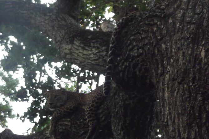 Full Day Safari Tour in Yala National Park - Why a full day in Yala beats a quick hit