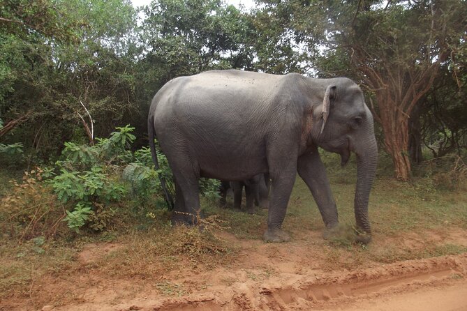 Full Day Safari Tour in Yala National Park - Breakfast, lunch, water, and fruit: the meal setup that keeps you going