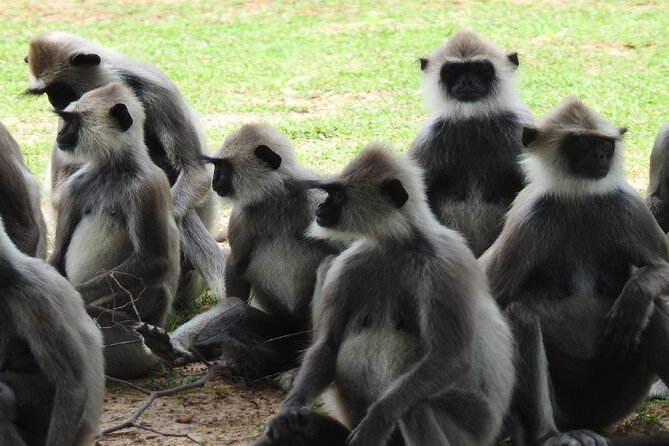 Full Day Safari Tour in Yala National Park - Yala National Park: what you can realistically spot