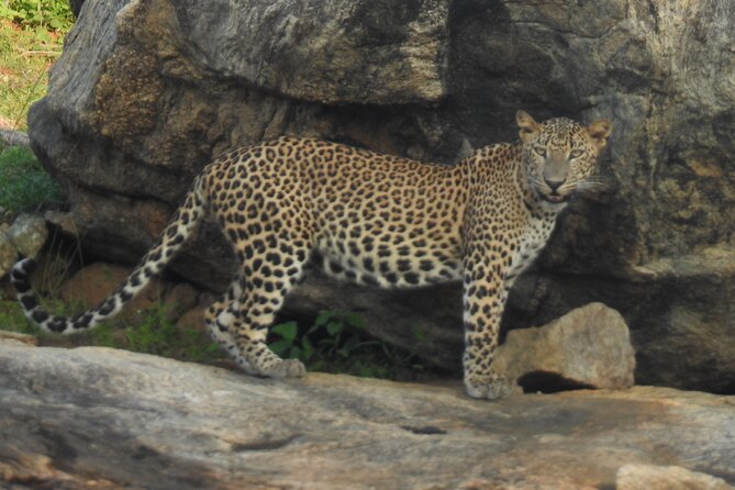 Full Day Safari Tour in Yala National Park - The midday closure (12–2): how it changes the day