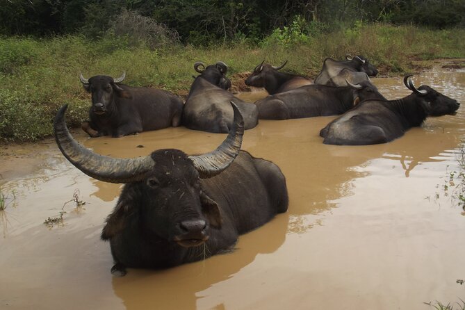 Full Day Safari Tour in Yala National Park - Guide and driving style: why names like Su and Sudu keep coming up