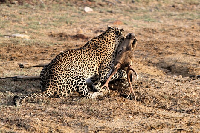 Full Day Safari Tour in Yala National Park - Price and value: what you’re paying for (and what you’re not)