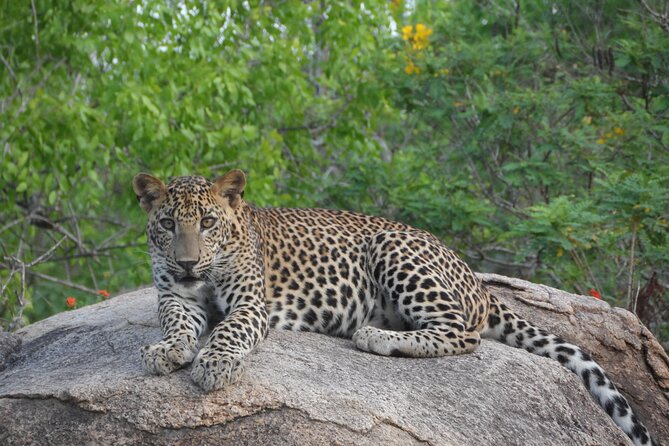 Full Day Safari Tour in Yala National Park - Small group, luxury jeep: how this format boosts your odds