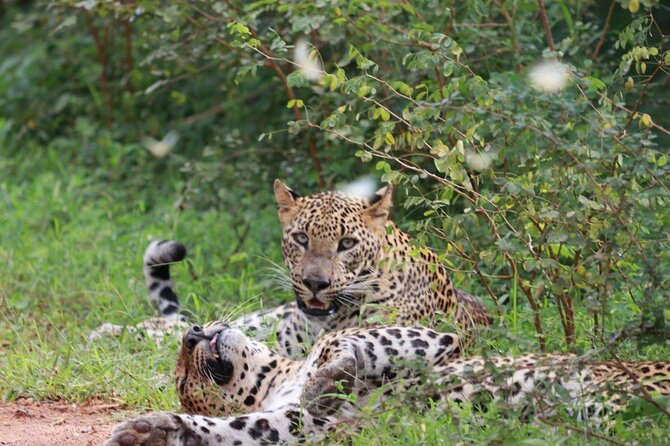Full day Safari - Yala National Park - 04.30 am to 06.00 pm with - Janaka safari - Key highlights at a glance
