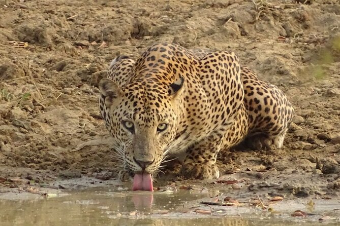 Full day Safari - Yala National Park - 04.30 am to 06.00 pm with - Janaka safari - Early Gate Time at Yala: Why 4:30am Really Matters