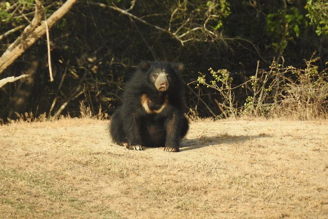 Full day Safari - Yala National Park - 04.30 am to 06.00 pm with - Janaka safari - How the Food Works: Breakfast and Lunch in Yala Style