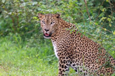 Full day Safari - Yala National Park - 04.30 am to 06.00 pm with - Janaka safari - Luxury Safari Jeep and a Maximum of 6: Comfort Plus Less Chaos