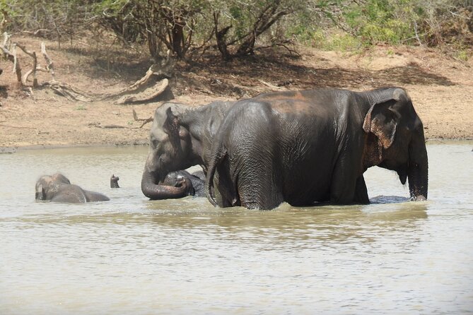 Full day Safari - Yala National Park - 04.30 am to 06.00 pm with - Janaka safari - The Day’s Flow Inside the Park: Dawn Hunt, Midday Reset, Late-Day Chances