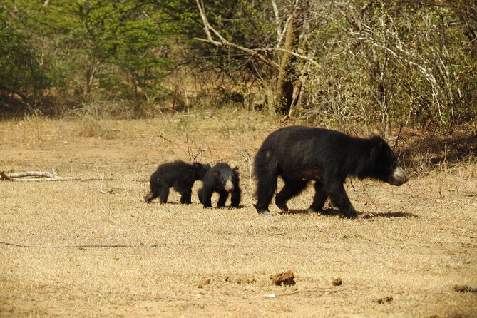 Full day Safari - Yala National Park - 04.30 am to 06.00 pm with - Janaka safari - Price and Value: $57.99 vs the Reality of Entry Fees