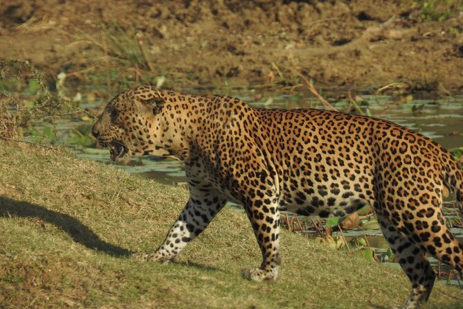 Full day Safari - Yala National Park - 04.30 am to 06.00 pm with - Janaka safari - What to Pack for a 12-Hour Yala Safari (Without Guessing)