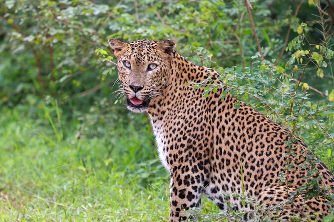 Full day Safari - Yala National Park - 04.30 am to 06.00 pm with - Janaka safari - Luxury Safari Jeep and a Maximum of 6: Comfort Plus Less Chaos