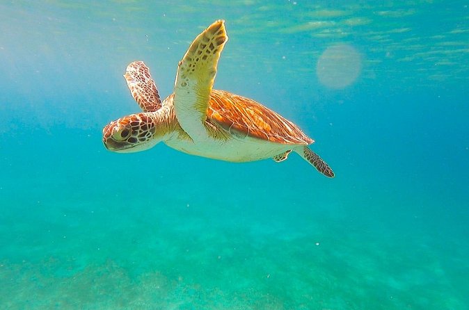 Full-Day Sailing Tour in Virgin Islands National Park - Honeymoon Beach after lunch: how to plan your last hour onshore