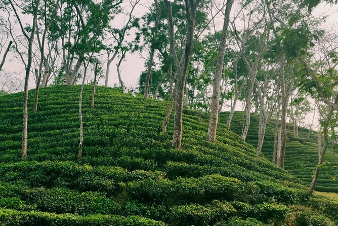 Full Day Sreemangal Tea Garden & National Park Hiking Tour - Tea gardens on the route to Madhabpur Lake: the green carpet effect