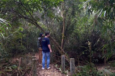 Full Day Sreemangal Tea Garden & National Park Hiking Tour - Lawachara National Park trek: birds, monkeys, and Holook Gibbon luck