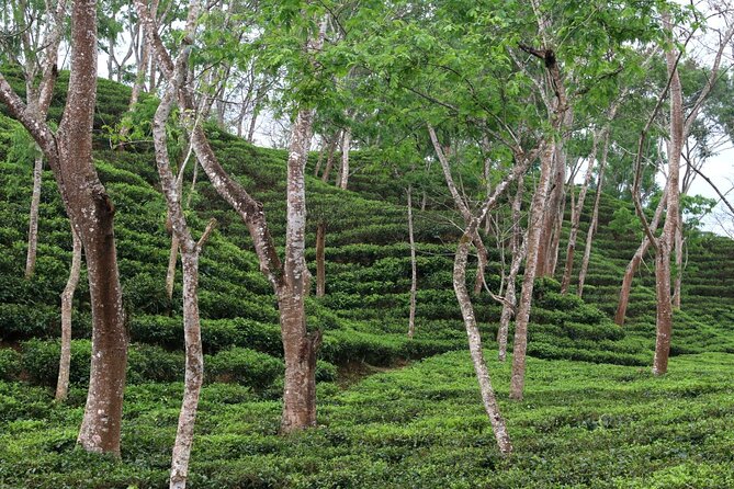 Full Day Sreemangal Tea Garden & National Park Hiking Tour - Madhabpur Lake and the Lotus area: crystal water and monsoon magic