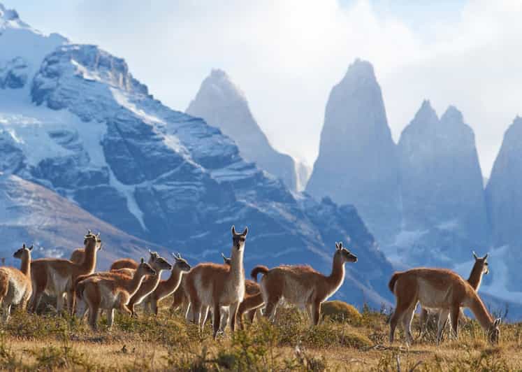 Full-Day Torres del Paine National Park from El Calafate - Guides, Wildlife, and the Human Touch