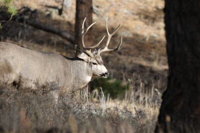 Full Day Tour in Rocky Mountain National Park Lunch Included - Allenspark: Chapel Photos, a Mountain Spring, and a Bird-Friendly Habitat
