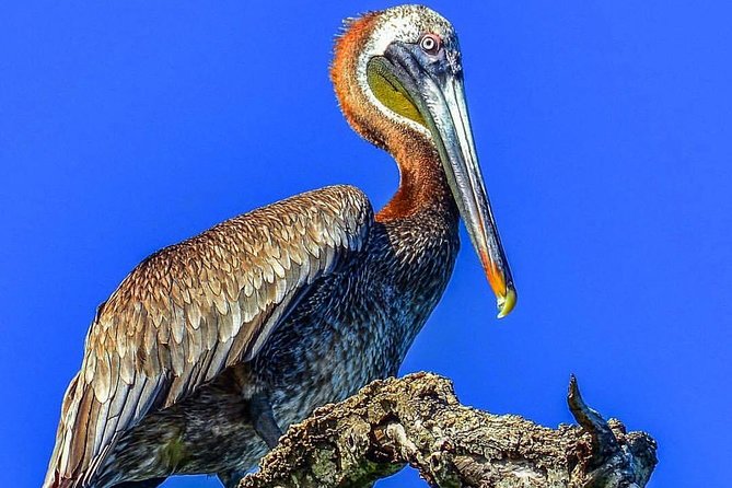 Full-Day Tour of Cayo Levantado and Los Haitises National Park - Cayo Levantado: Lunch, Swim Time, and How to Spend Your Free Hours