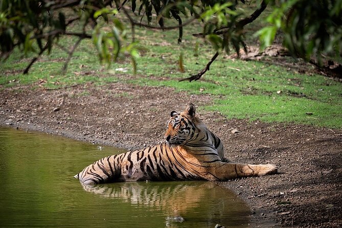 Full-Day Trip to Ranthambore National Park from Jaipur - Key Highlights Worth Knowing