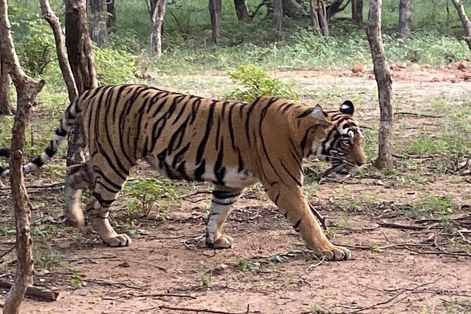 Full-Day Trip to Ranthambore National Park from Jaipur - A Long Day with a Real Wildlife Goal: Ranthambore from Jaipur