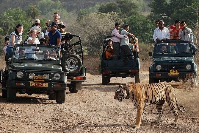 Full-Day Trip to Ranthambore National Park from Jaipur - Safari Time in Ranthambore: Choosing Jeep or Canter