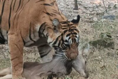 Full-Day Trip to Ranthambore National Park from Jaipur - The Drive Details: Private Transport and What to Expect