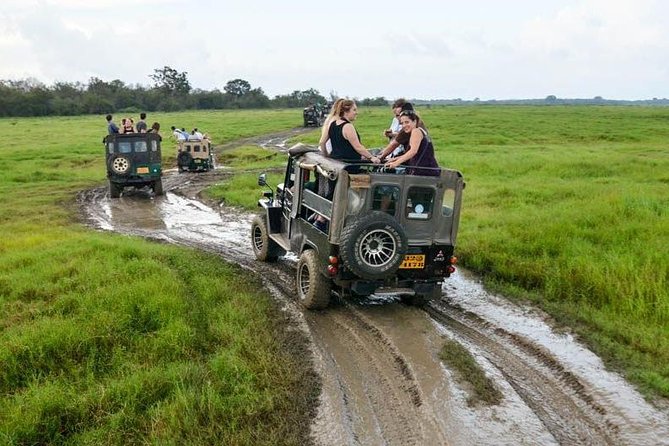 Full Day Wilpaththu National Park Safari (All Inclusive) - Key highlights to know before you go