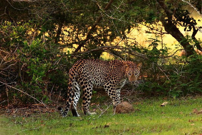 Full Day Wilpaththu National Park Safari (All Inclusive) - The ecosystem talk that actually changes how you spot animals