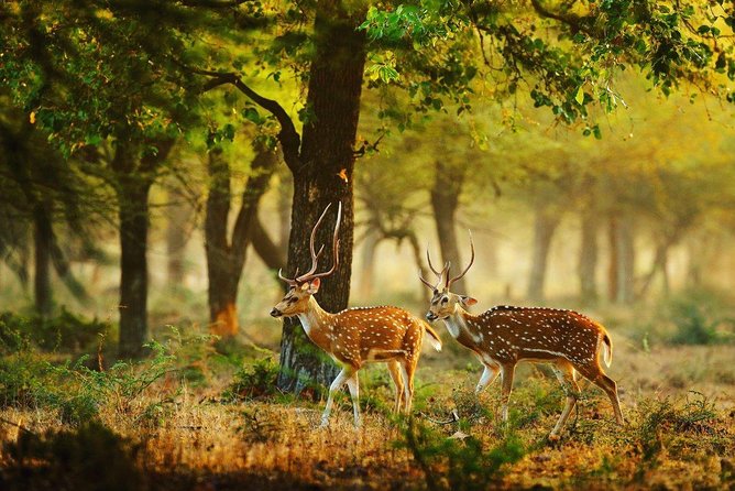 Full Day Wilpaththu National Park Safari (All Inclusive) - Wildlife you can reasonably watch for (not just leopards)