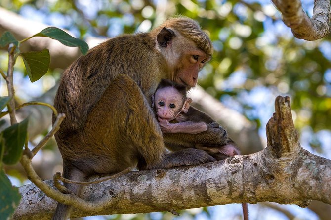 Full Day Wilpaththu National Park Safari (All Inclusive) - Lunch at the park: a break that matters more than you expect