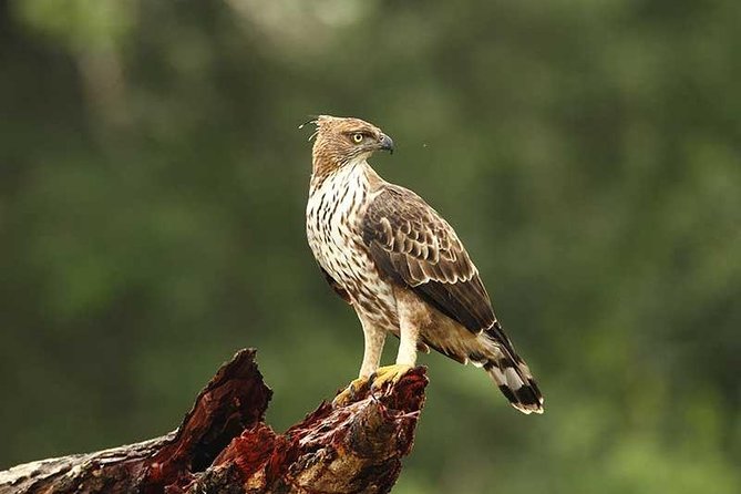 Full Day Wilpaththu National Park Safari (All Inclusive) - Morning at the safari camp: packed breakfast, then the first wildlife drive