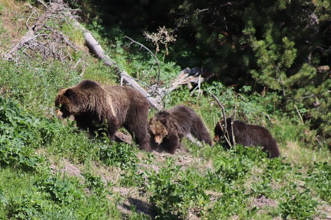 Full Day Yellowstone National Park Tour with lunch included - Stop at Yellowstone: The Highlights Route and What Each Stop Feels Like