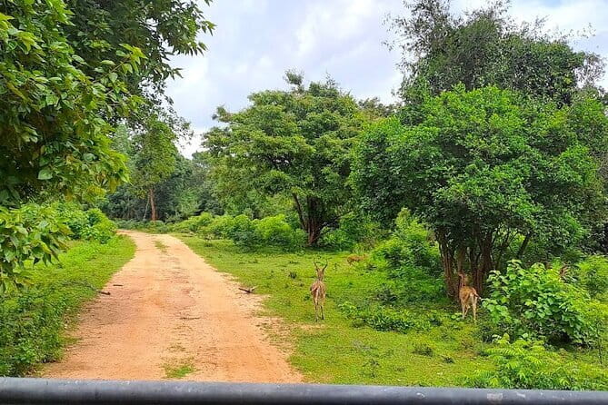 Fully Private Udawalawe National Park Safari Tour - Entering Udawalawe: what happens once you reach the park area