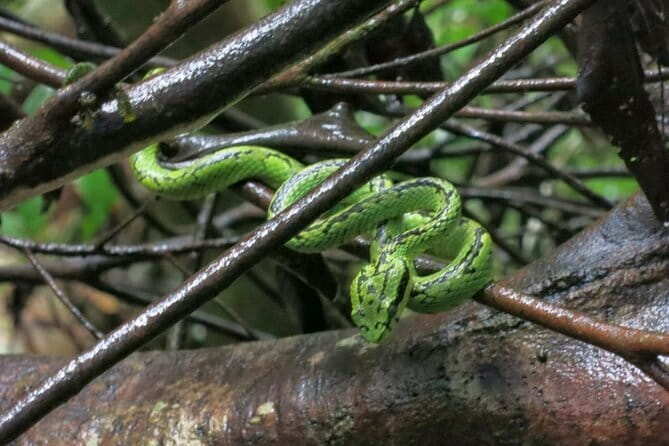 Fully Private Udawalawe National Park Safari Tour - Wildlife beyond elephants: where the day often surprises you