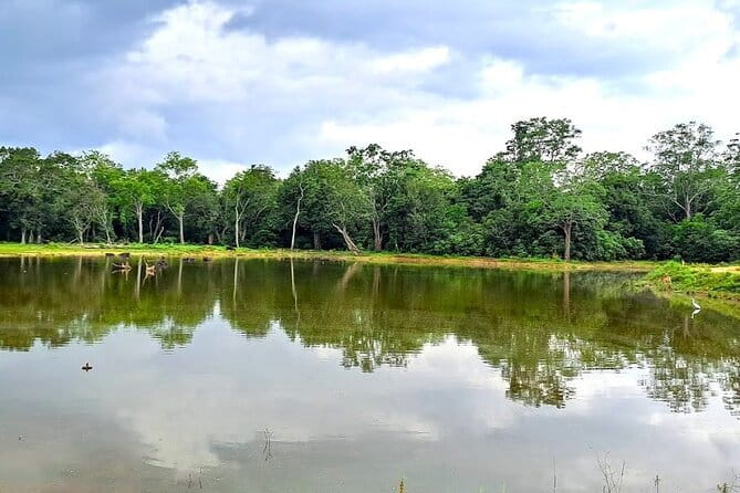 Fully Private Udawalawe National Park Safari Tour - The elephant connection: why Udawalawe feels different