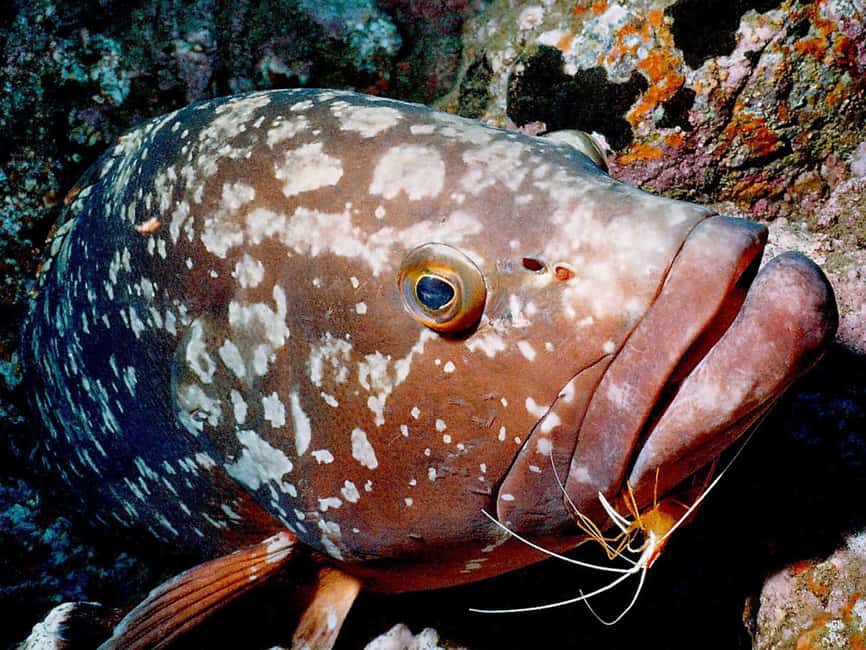 Funchal: Garajau national park - certified divers - Meeting at Madeira Divepoint in Pestana Carlton: Quick Setup, No Fuss