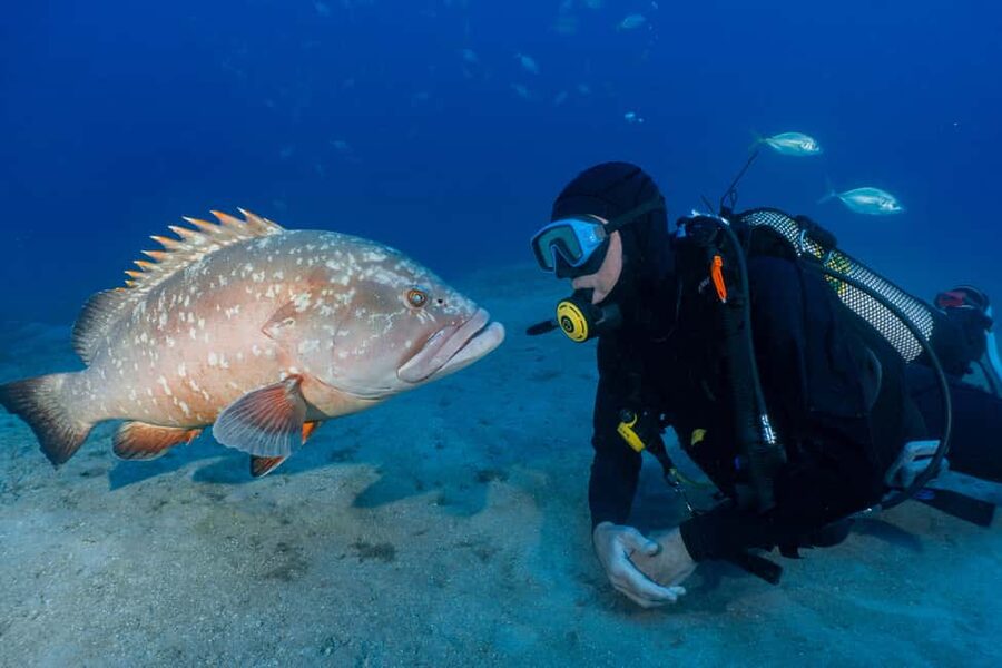 Funchal: Garajau national park - certified divers - Praia do Garajau: Your Best Chance at Dusky Groupers