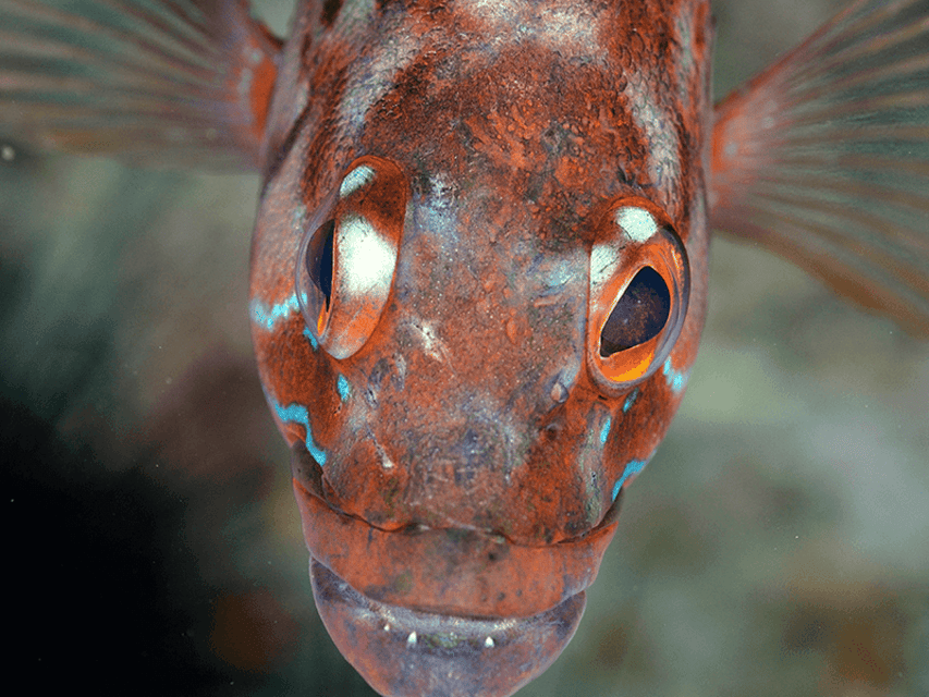 Funchal: Garajau national park - certified divers - Should You Book? My Decision Checklist