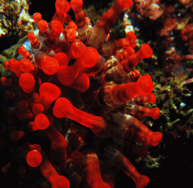 Funchal: Garajau national park - certified divers - FAQ