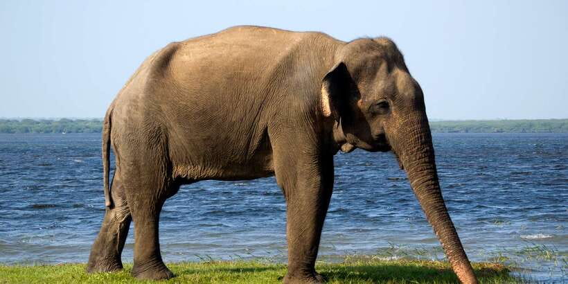 Galle/Unawatuna/Weligama/Mirissa: Yala National Park Safari - FAQ