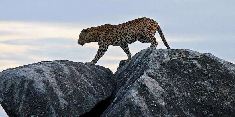 Galle/Unawatuna/Weligama/Mirissa: Yala National Park Safari - Price and Logistics: The Real Cost Comes With Entrance Fees