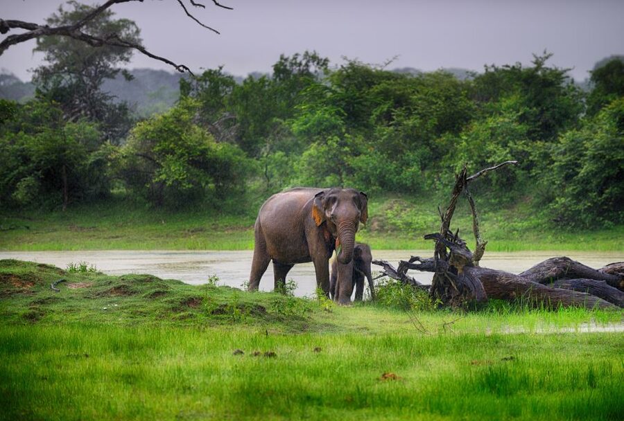 Galle/Unawatuna/Weligama/Mirissa: Yala National Park Safari - Tips to Avoid Common Safari Headaches
