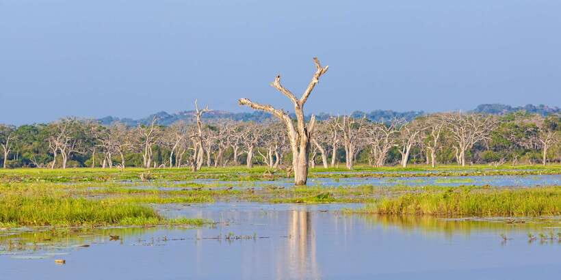 Galle/Unawatuna/Weligama/Mirissa: Yala National Park Safari - Who This Safari Suits Best (and Who Should Think Twice)